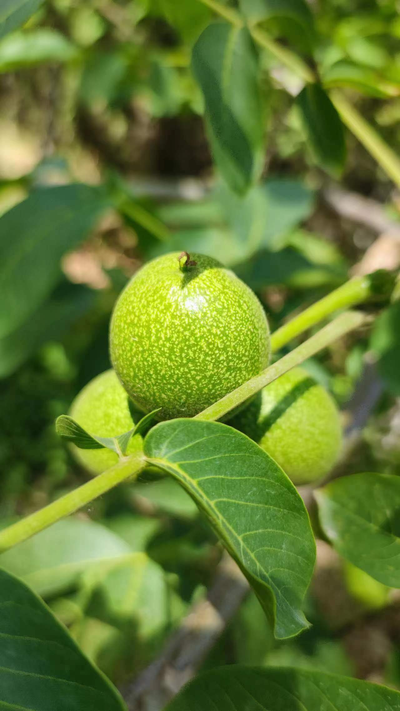 1654160762801535.jpg 1654160762801535.jpg